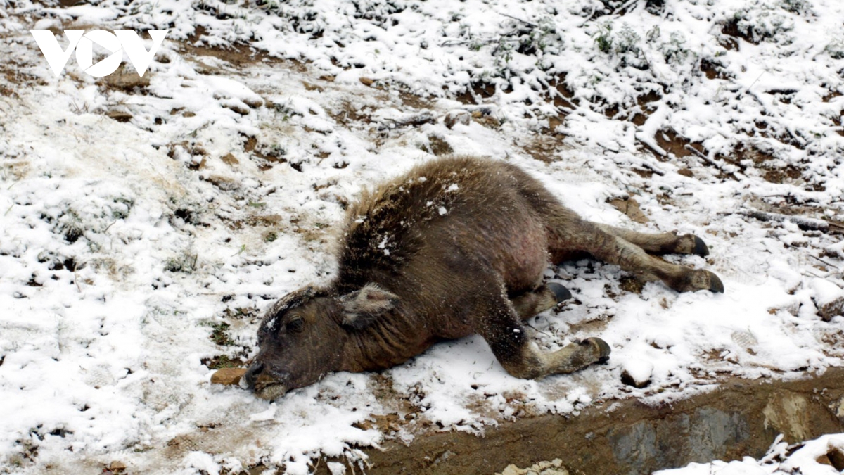 Northern province copes with extreme cold spell